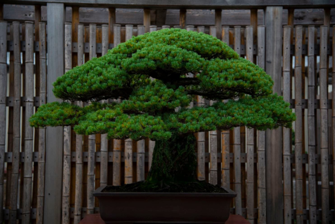 Nghệ nhân Nhật mất trộm bonsai 400 năm tuổi