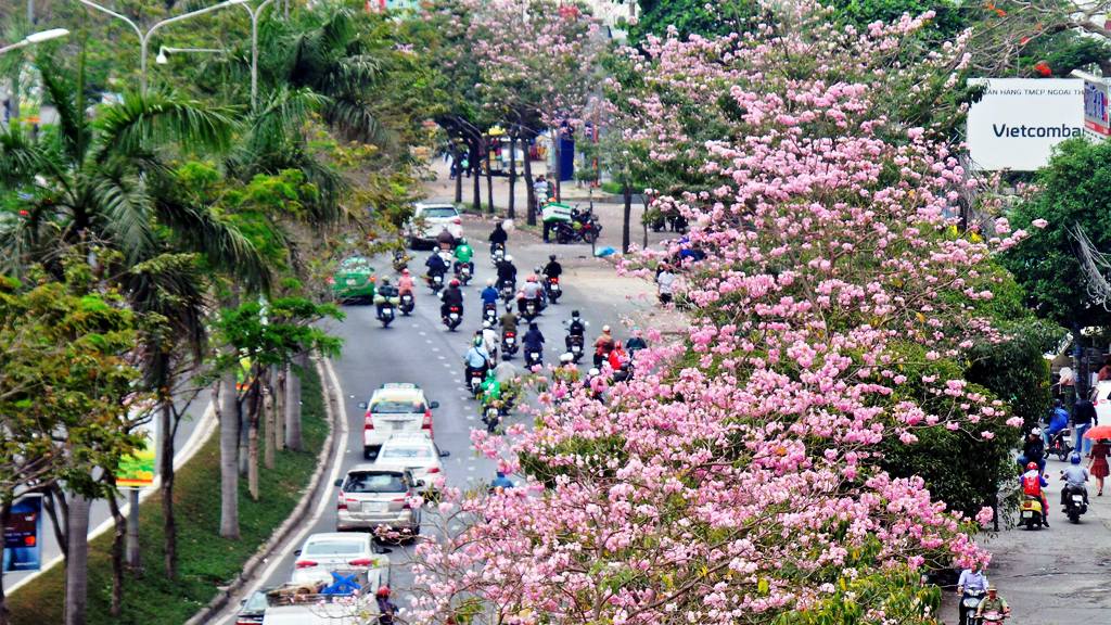Không ngờ giữa Sài Gòn lại có “thiên đường” hoa kèn hồng đẹp như thế này
