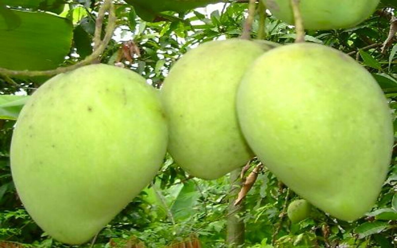 khám phá thêm lợi ích sức khỏe khi ăn xoài hình 6 kham pha them loi ich suc khoe khi an xoai hinh 6