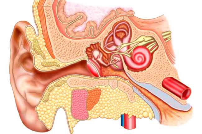 những nguyên nhân hàng đầu gây suy giảm thính giác hình 5 nhung nguyen nhan hang dau gay suy giam thinh giac hinh 5