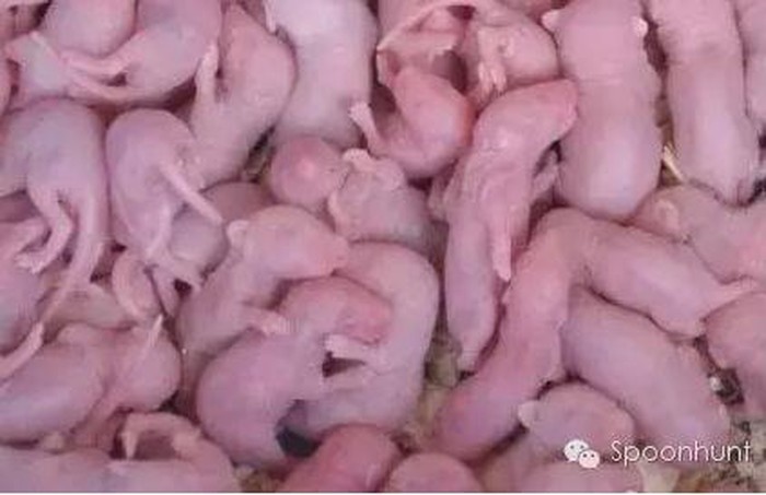Những đặc sản Nhung dac san