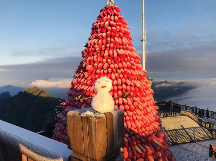 Năm nay, trên đỉnh Fansipan được trang trí một cây thông Giáng sinh khổng lồ được làm từ 1,5 tấn củ cải đỏ - một nông sản đặc trưng của Sa Pa