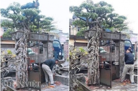Xôn xao Nam Định: Cây sanh cổ bán kèm cổng nhà giá 6.000 USD?